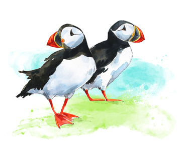 B&B in Little Haven and Wales watercolour painting of Puffins